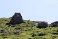 Our first of many ibexes