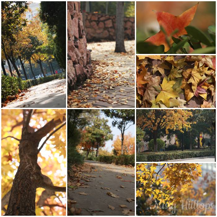 autumn photography